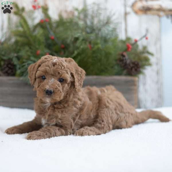 Clancy, Mini Labradoodle Puppy